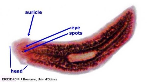 Fig 2. Free living Turbellaria planarian body plan (Similar to in lab specimen). Image Credit: J. Houseman. 