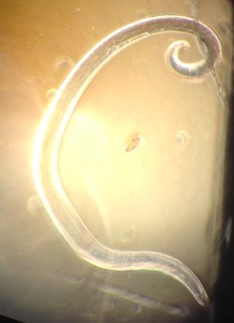 (Fig.1) An unknown species of nematode found from moss sampled from the roof of a garage. Image Credit: Hanna Casares