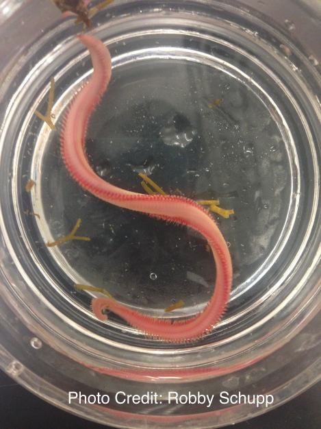 Vampires of the Sea — The Bloodworm and its Nasty Bite. By Robby Schupp